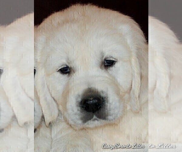 View Ad: English Cream Golden Retriever Litter of Puppies for Sale near ...