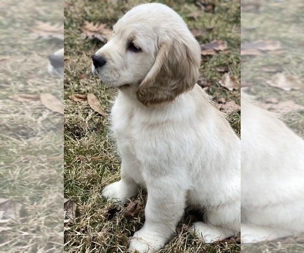 View Ad: Golden Cocker Retriever Puppy for Sale near Indiana ...