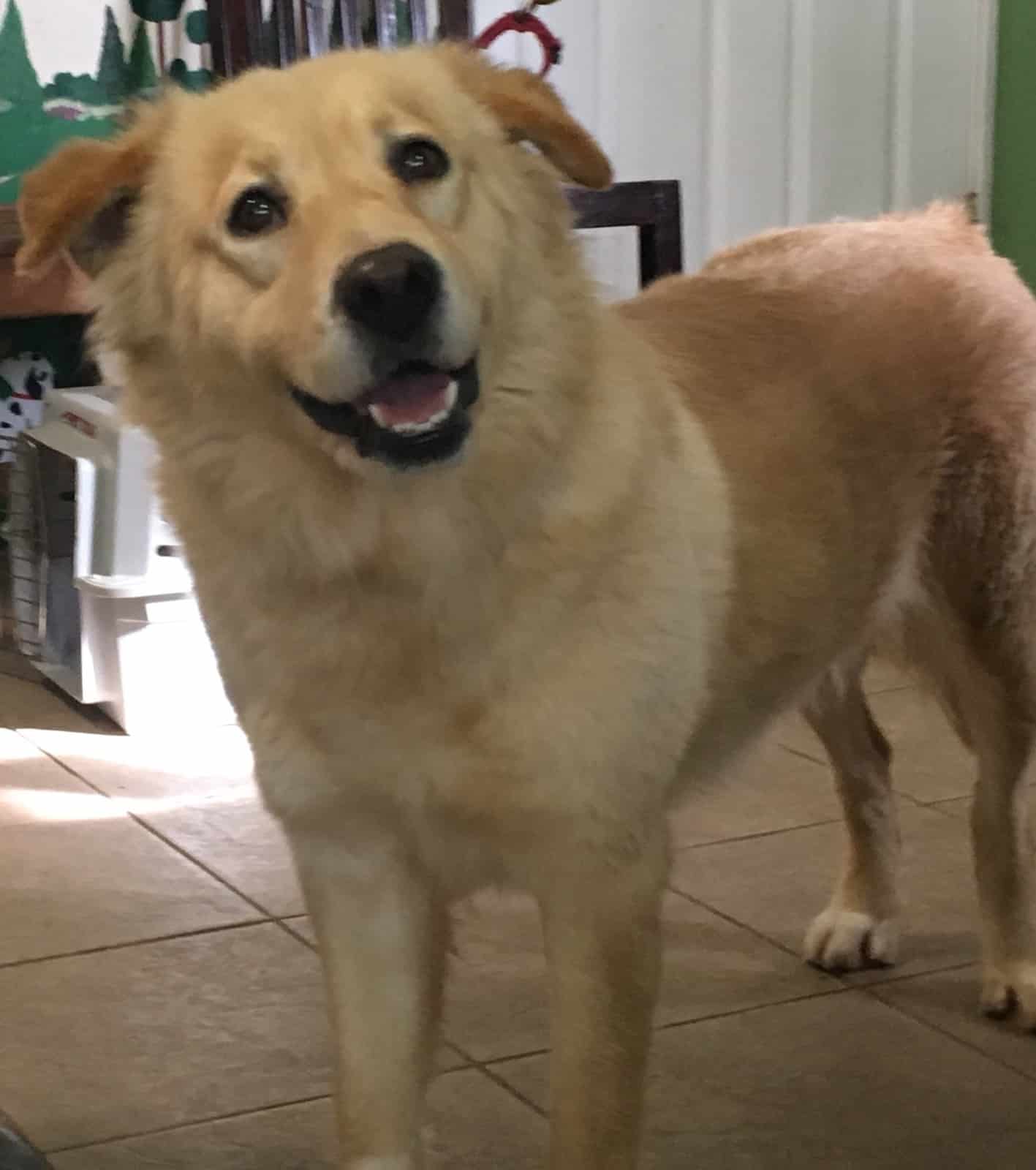 View Ad: Golden Retriever Dog for Adoption, New York, Calverton, USA