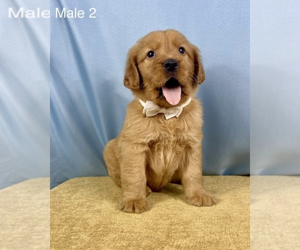 View Ad: Golden Retriever Litter of Puppies for Sale near Florida ...