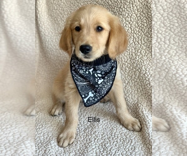 View Ad: Golden Retriever Litter of Puppies for Sale near Oklahoma ...