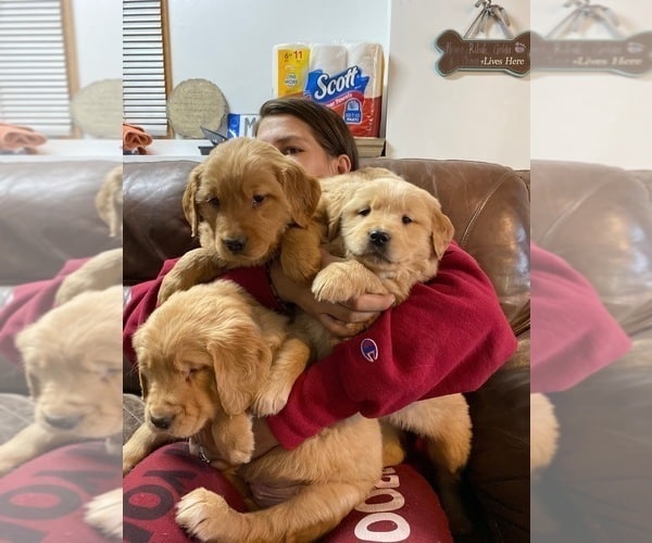 View Ad: Golden Retriever Litter of Puppies for Sale near Rhode Island ...