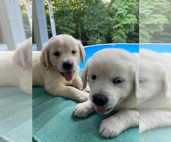 View Ad: Golden Retriever Litter of Puppies for Sale near South ...
