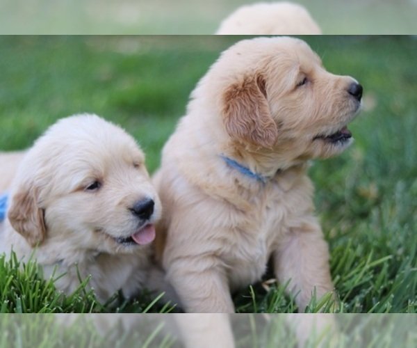 View Ad: Golden Retriever Litter of Puppies for Sale near ...