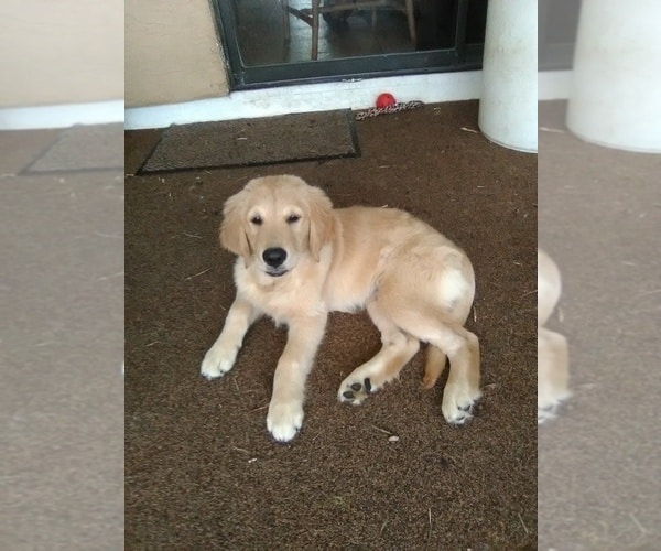 View Ad: Golden Retriever Puppy for Sale near Florida, STUART, USA. ADN ...