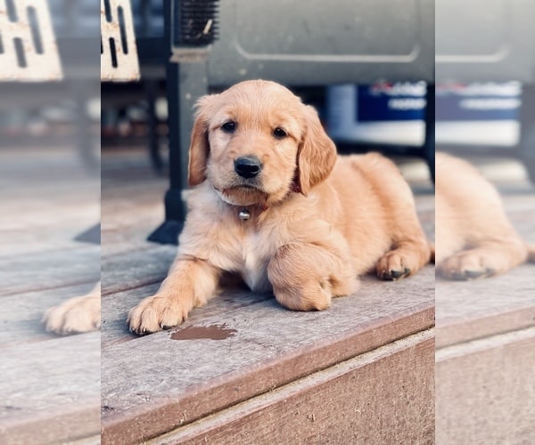 View Ad: Golden Retriever Puppy for Sale near Georgia, VALDOSTA, USA ...