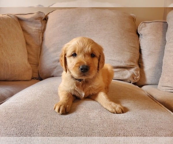 View Ad: Golden Retriever Puppy for Sale near Illinois, WALTONVILLE ...