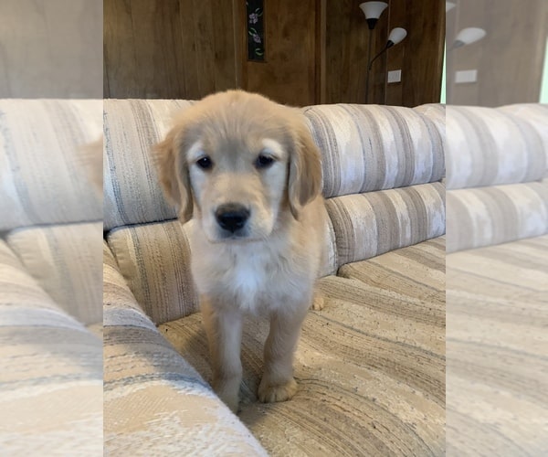 View Ad: Golden Retriever Puppy for Sale near Kansas, LAWRENCE, USA ...