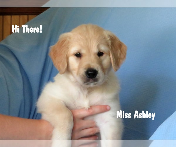 View Ad: Golden Retriever Puppy for Sale near Maryland, MECHANICSVILLE ...