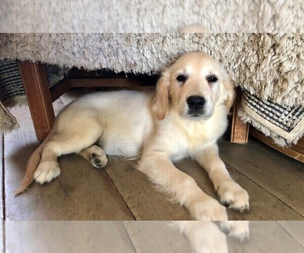 View Ad: Golden Retriever Puppy for Sale near Massachusetts, ROWLEY ...