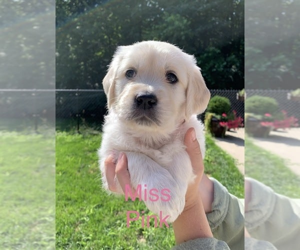 View Ad: Golden Retriever Puppy for Sale near Michigan, HOLLAND, USA ...