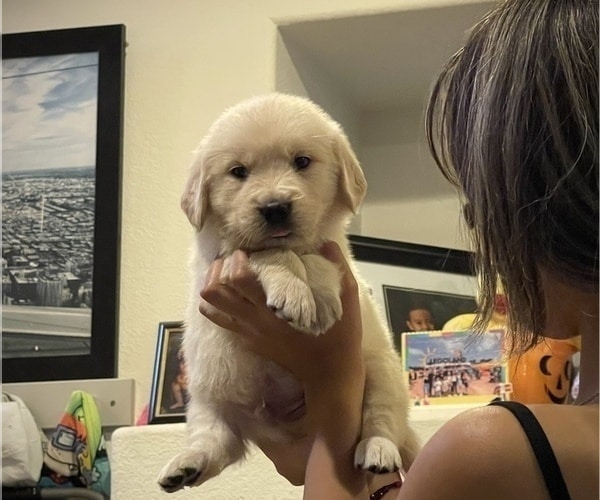 View Ad: Golden Retriever Puppy for Sale near Nevada, LAS VEGAS, USA ...