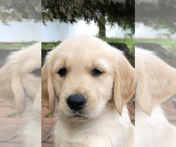 View Ad: Golden Retriever Puppy for Sale near New Jersey, EAST FREEHOLD ...