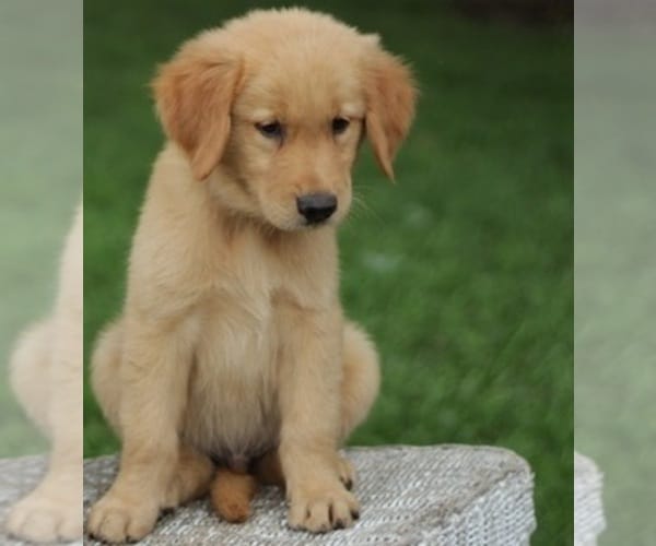 View Ad: Golden Retriever Puppy for Sale near New Jersey, PATERSON, USA ...