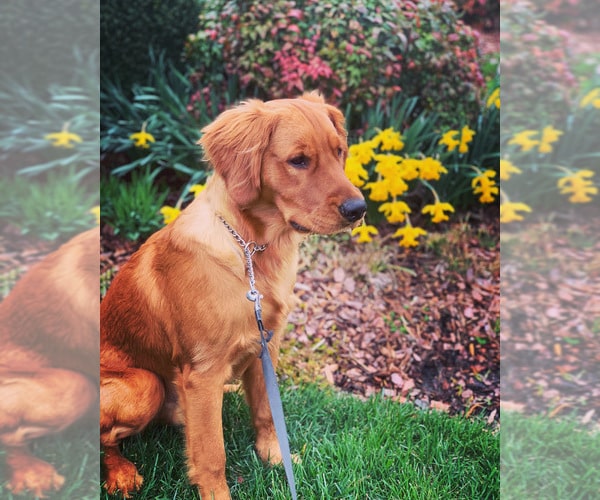 View Ad: Golden Retriever Puppy for Sale near North Carolina, WINSTON ...