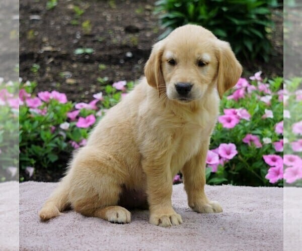View Ad: Golden Retriever Puppy for Sale near Ohio, FREDERICKSBG, USA ...