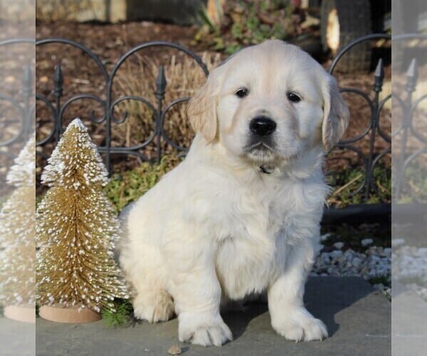 View Ad: Golden Retriever Puppy for Sale near Pennsylvania, GAP, USA ...
