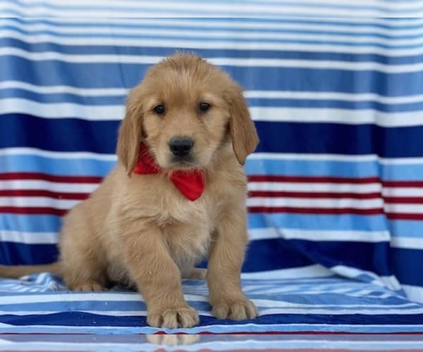 View Ad: Golden Retriever Puppy for Sale near Pennsylvania, LANCASTER ...