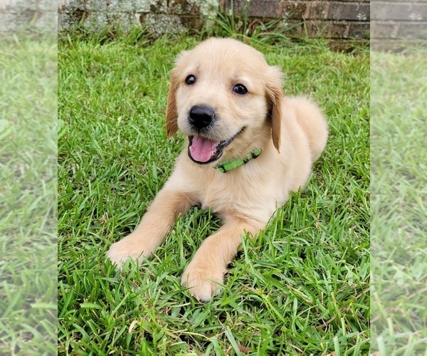 View Ad: Golden Retriever Puppy for Sale near South Carolina, LAURENS ...