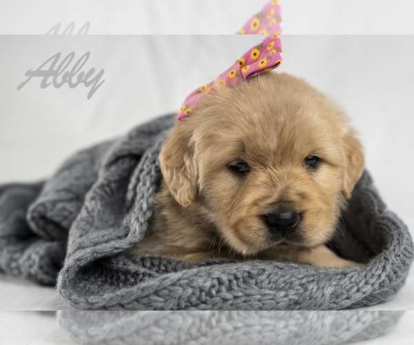 View Ad: Golden Retriever Puppy for Sale near Utah, RIVERTON, USA. ADN ...
