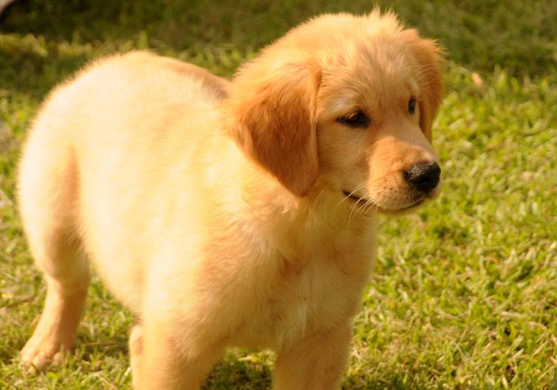 View Ad: Golden Retriever Puppy for Sale near Washington ...