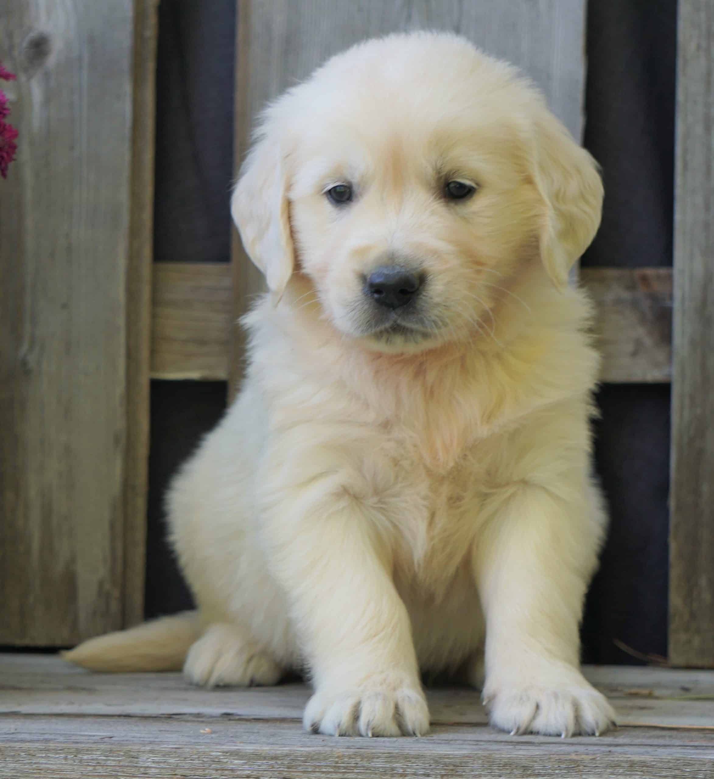 View English Cream Golden Retriever Puppies For Sale In Virginia Pics
