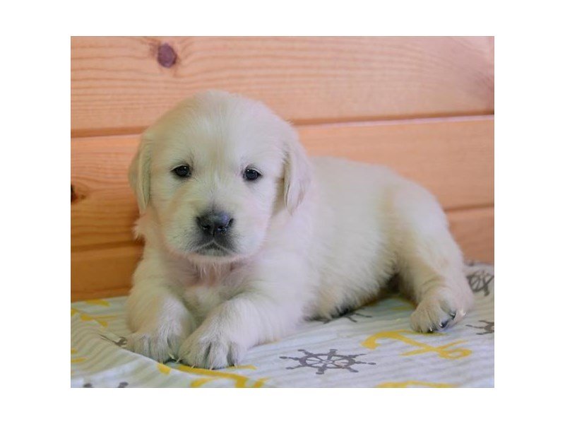 Visit Our Golden Retriever Puppies for Sale near Madison ...