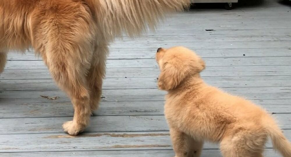 Wag the Dog: Golden Retriever Pup Tries to Bite Furry Tail ...
