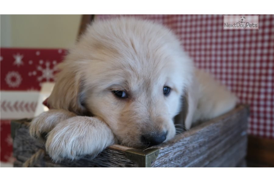 Waldo: Golden Retriever puppy for sale near Lansing ...