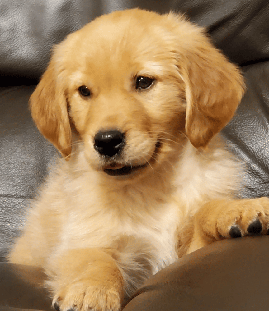 Walker Hollow Golden Retrievers: Elite Golden Retriever Puppies: We ...