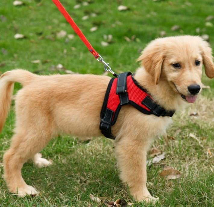 Want the Best Harness For Golden Retrievers?