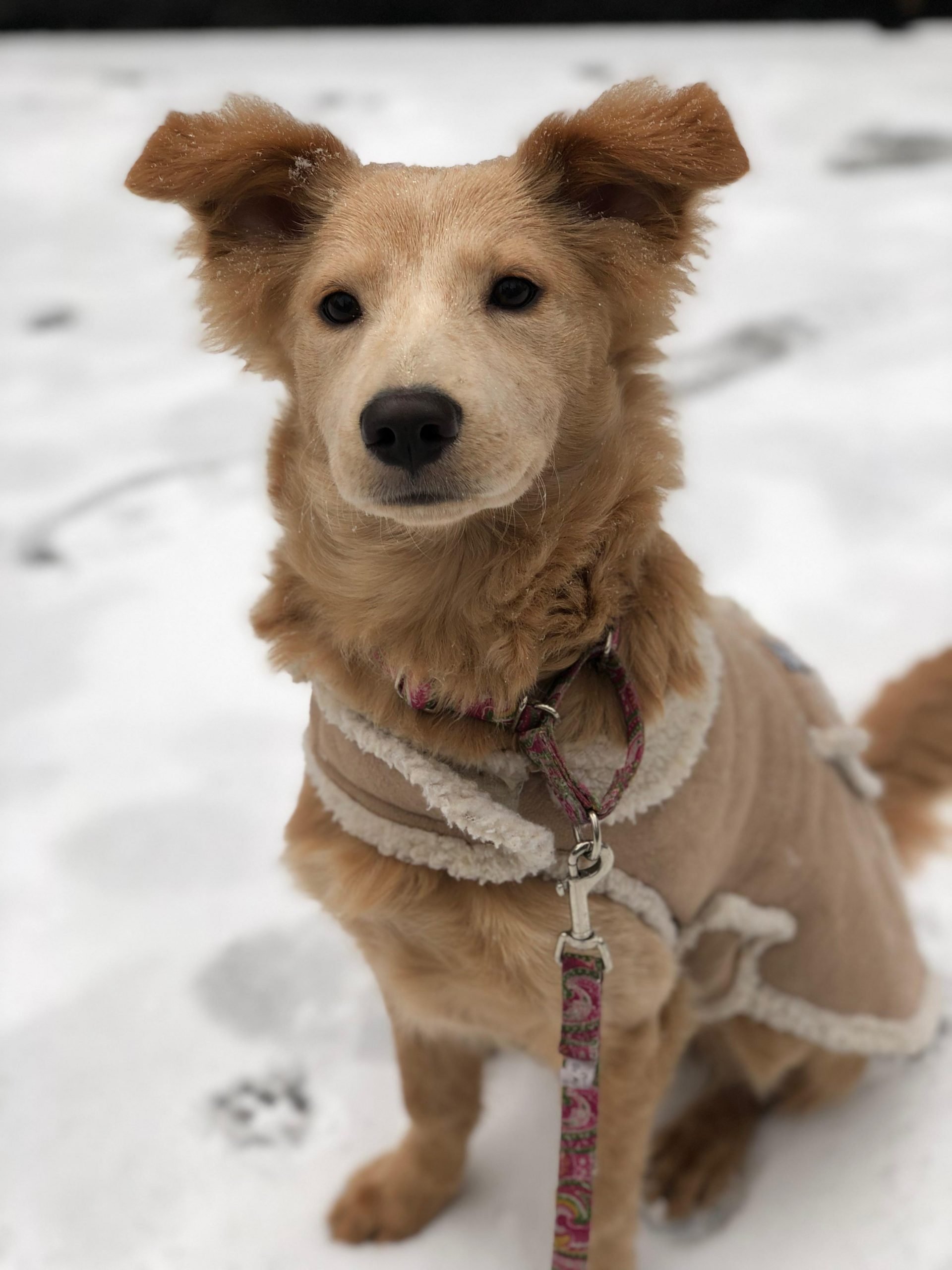 Was told she was a Chow/Golden Retriever Mix. I have ...