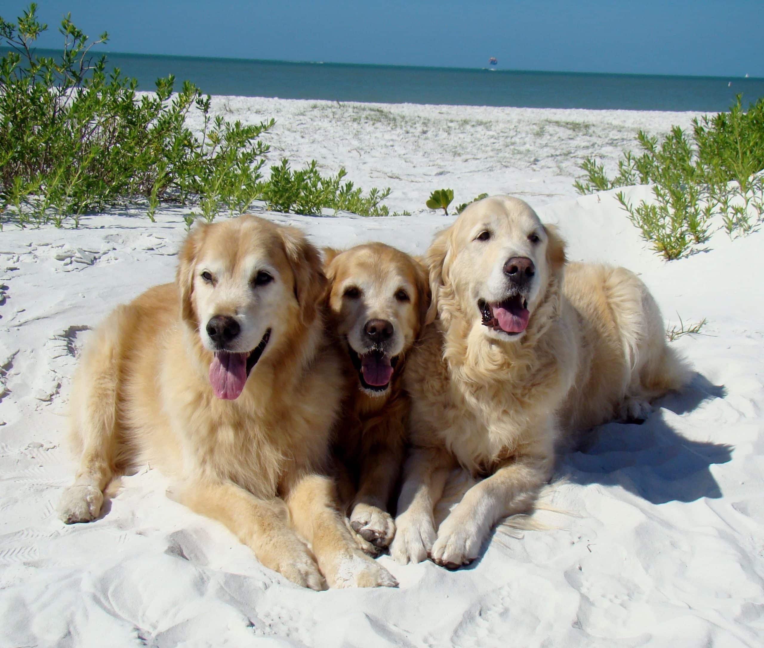 We love Fort Myers Beach Florida .. Tyler, Brie and Bentley