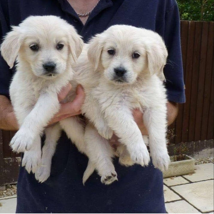 Well Trained Golden Retriever Puppies FOR SALE ADOPTION from Western ...