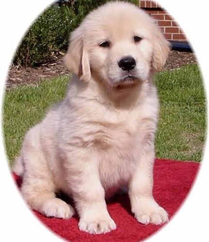Well Trained Golden Retriever Puppies for Sale in Fresno, California ...