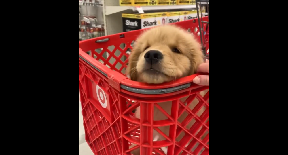 Were Going Shopping: Golden Retriever Puppy Rides in Cart