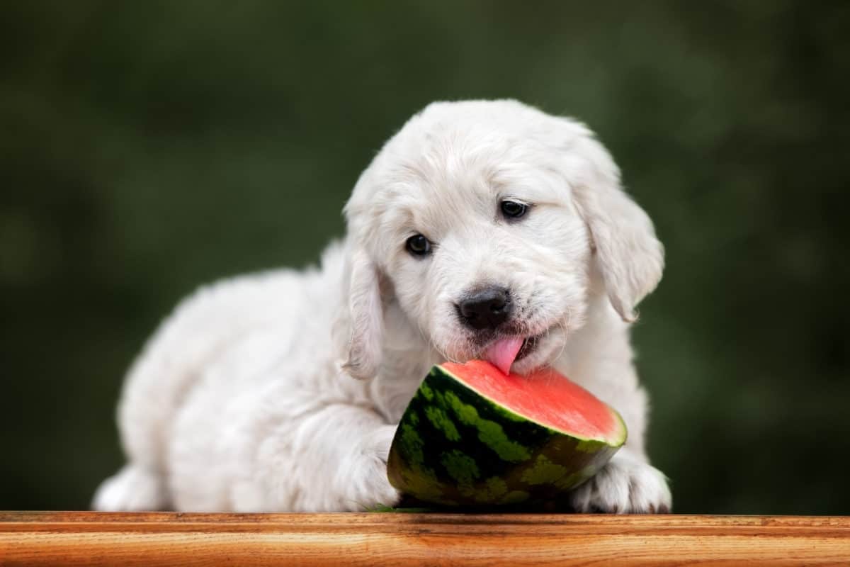 What Fruits Can Golden Retrievers Eat? 29 Dog Friendly ...
