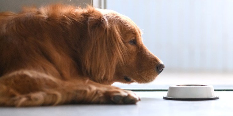 What human foods can dogs eat? Experts weigh in on the ...
