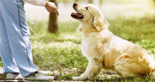 What Is The Right Age To Start Training A Golden Retriever ...