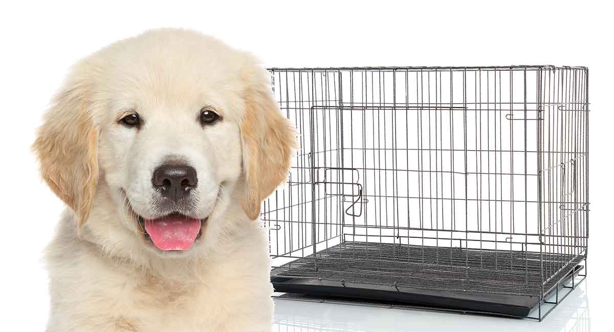 What Size Crate For Golden Retriever Puppies and Adults
