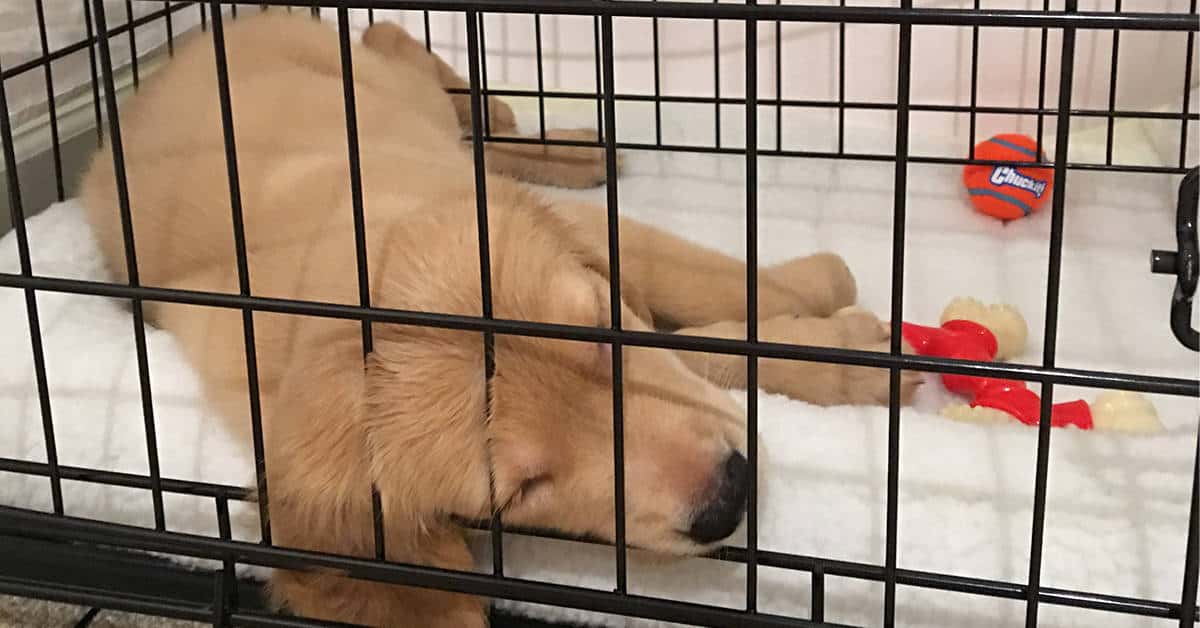 What Size Crate For Golden Retrievers (Plus Types, Prices ...