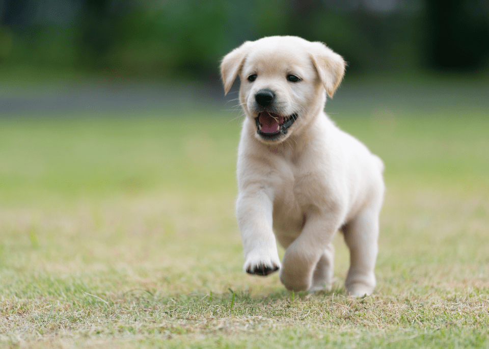 What to Feed Your Golden Retriever Puppy