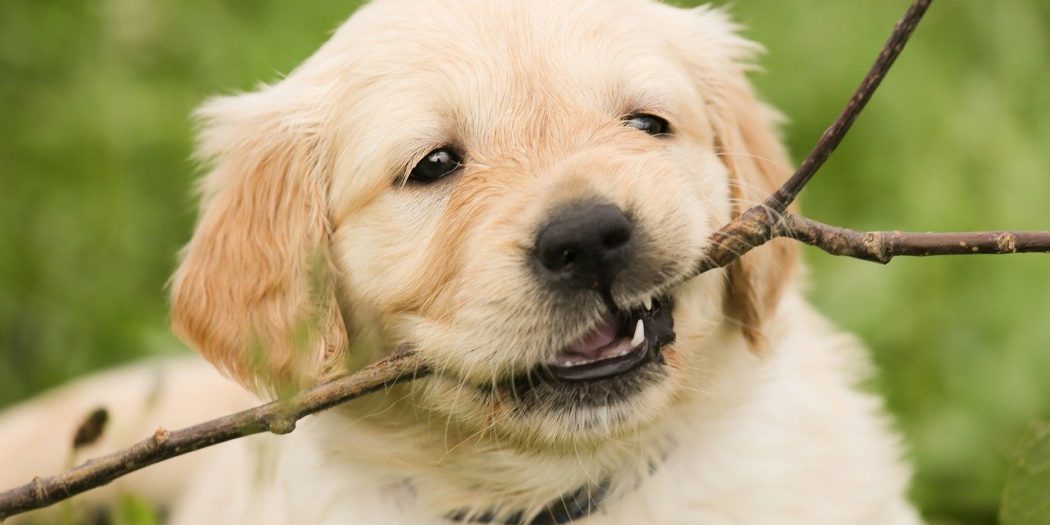 When Do Golden Retrievers Stop Teething? Heres The Timeline