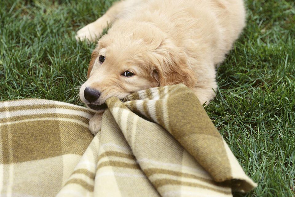 When to Expect Your Puppy to Stop and Start Teething