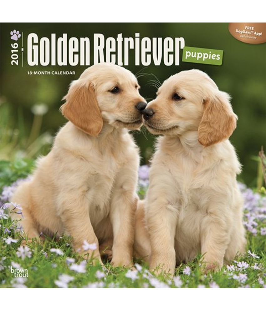 Where Can I Buy A Golden Retriever Puppy
