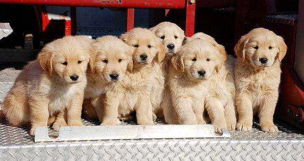 Where Is The Best Place To Get A Golden Retriever?
