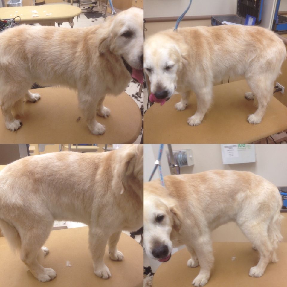 Whiskey! My first golden retriever shave down. 5/8"  cc all over ...