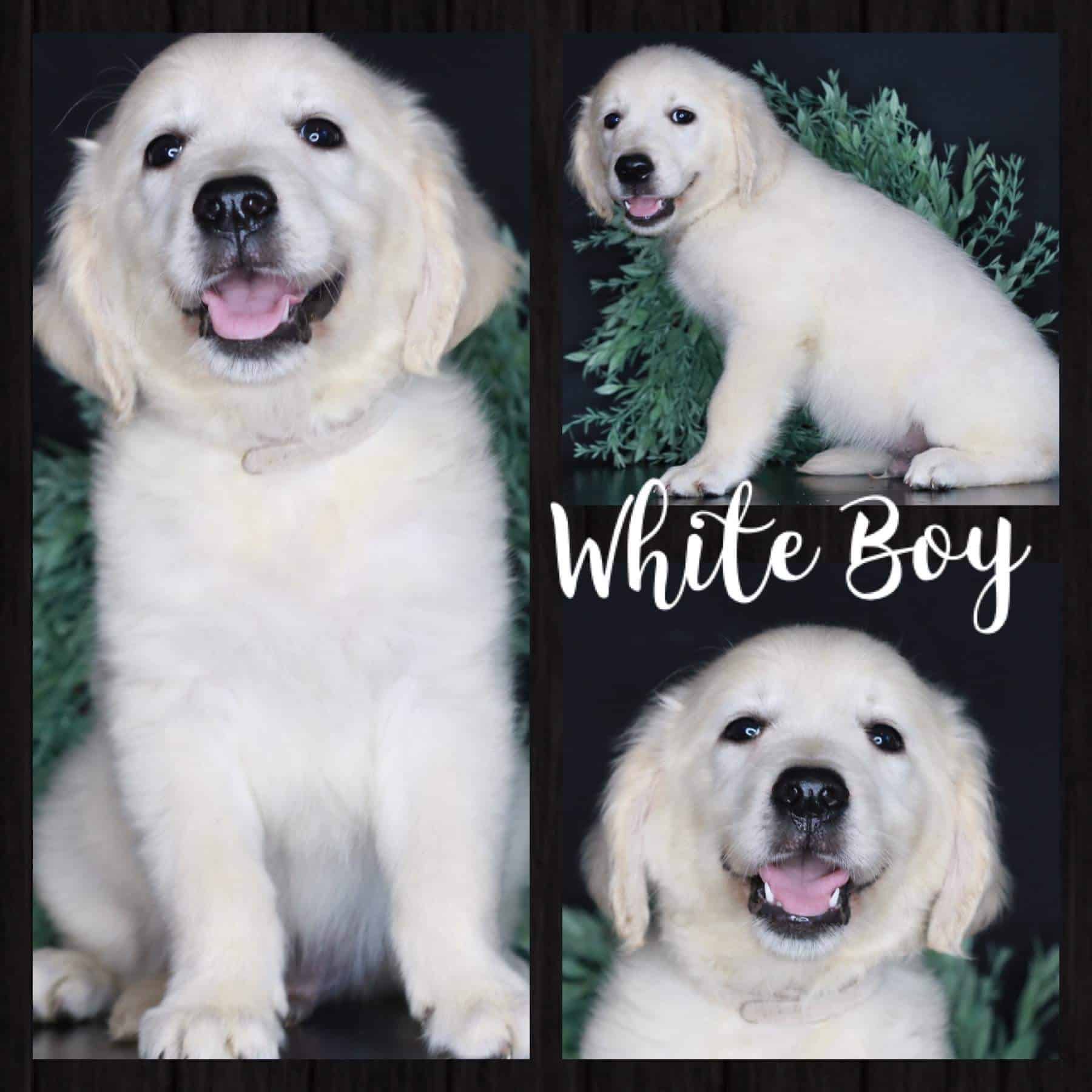 White Boy is a English Cream Golden Retriever puppy for sale in Clay ...