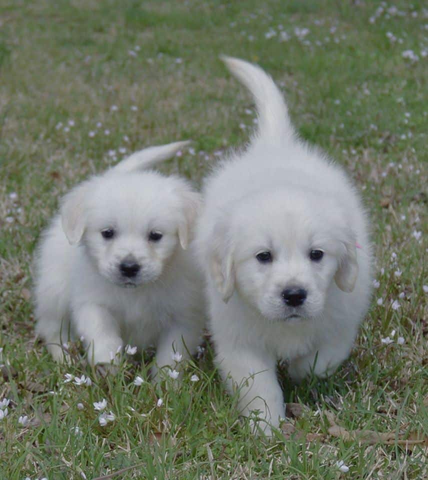 White English Cream Golden Retriever Puppies For Sale In