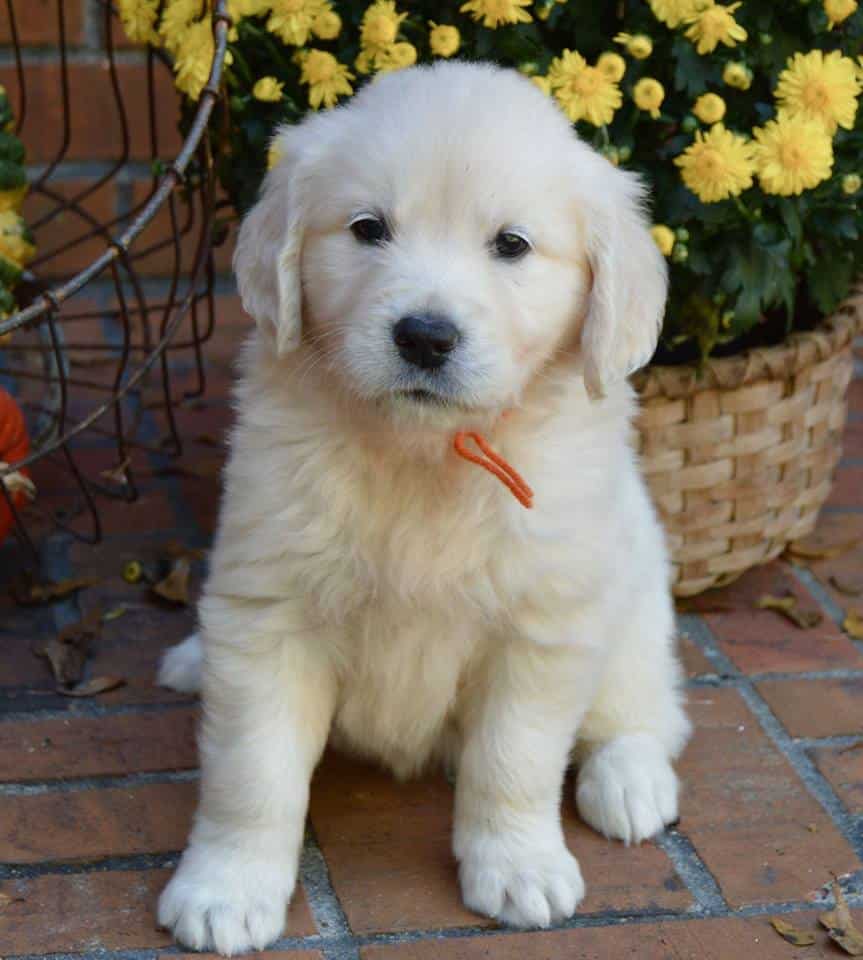 White Golden Retriever Puppies for Sale
